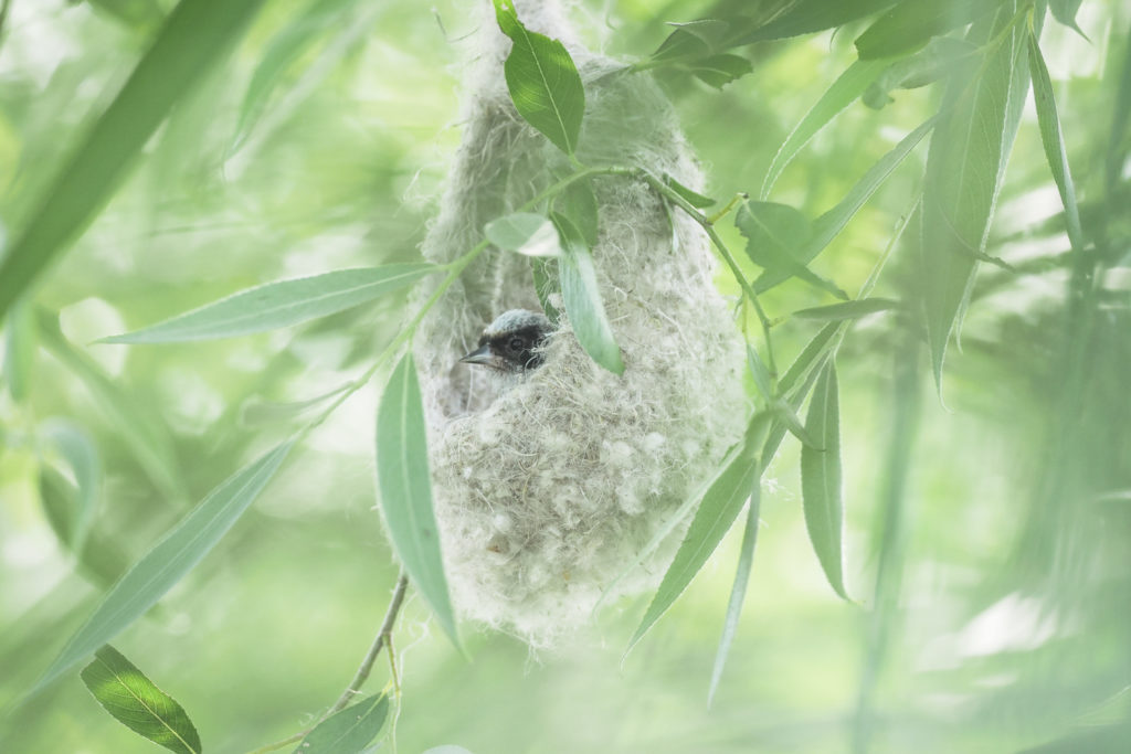 Un oeil sur la Nature | ROUMANIE – Le delta du Danube
