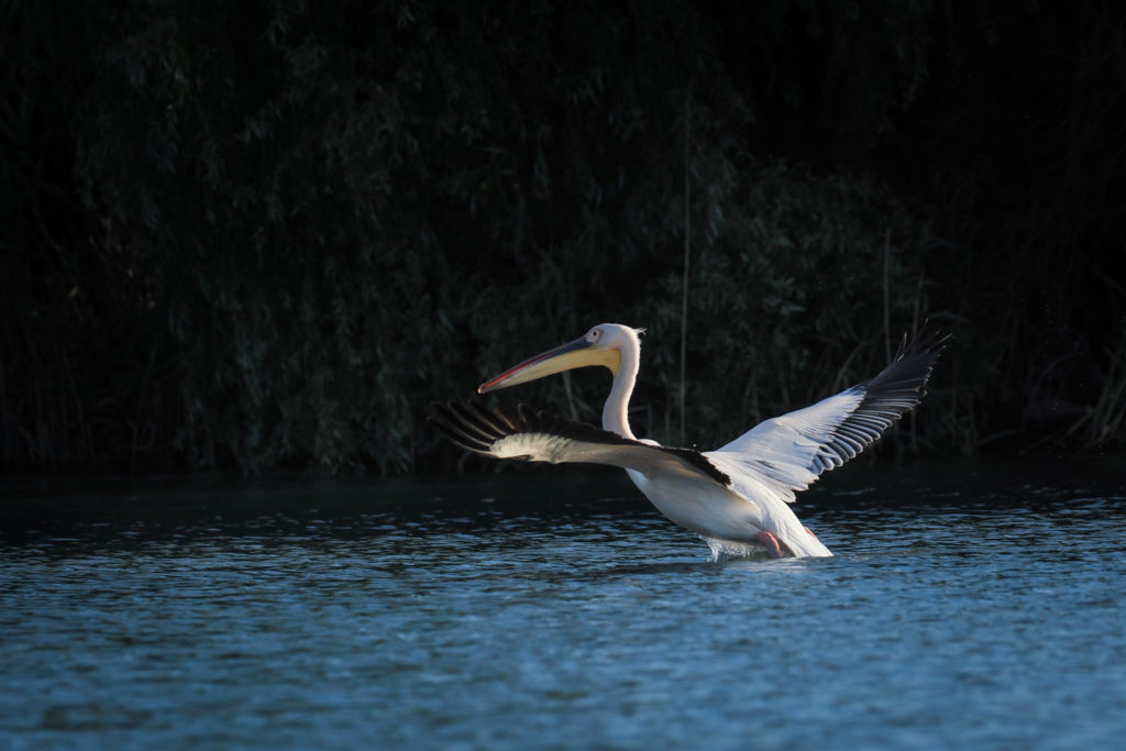 Un oeil sur la Nature | ROUMANIE – Le delta du Danube
