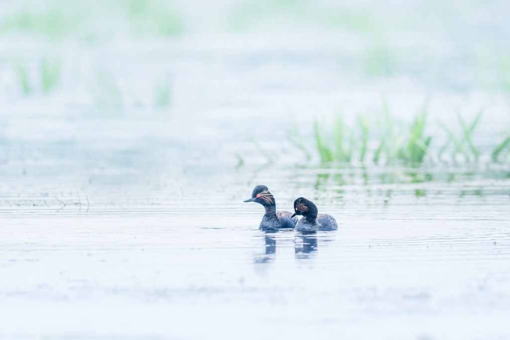 Un oeil sur la Nature | ROUMANIE – Le delta du Danube