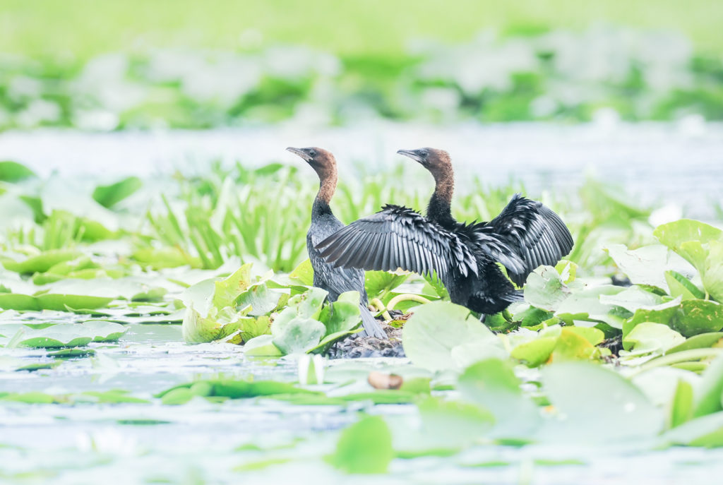 Un oeil sur la Nature | ROUMANIE – Le delta du Danube