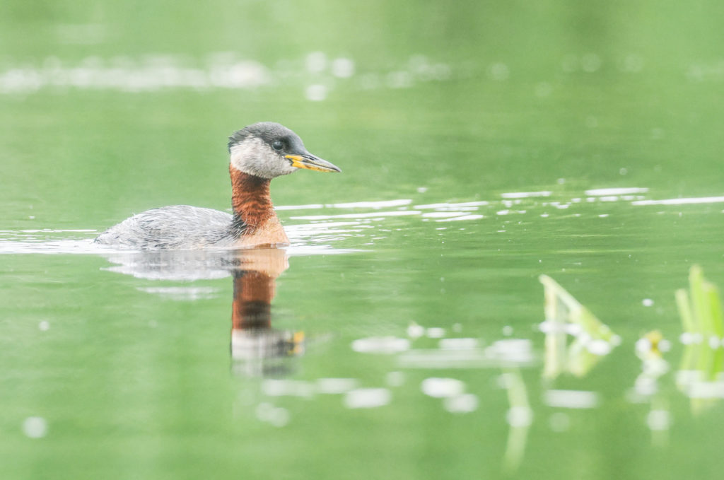 Un oeil sur la Nature | ROUMANIE – Le delta du Danube