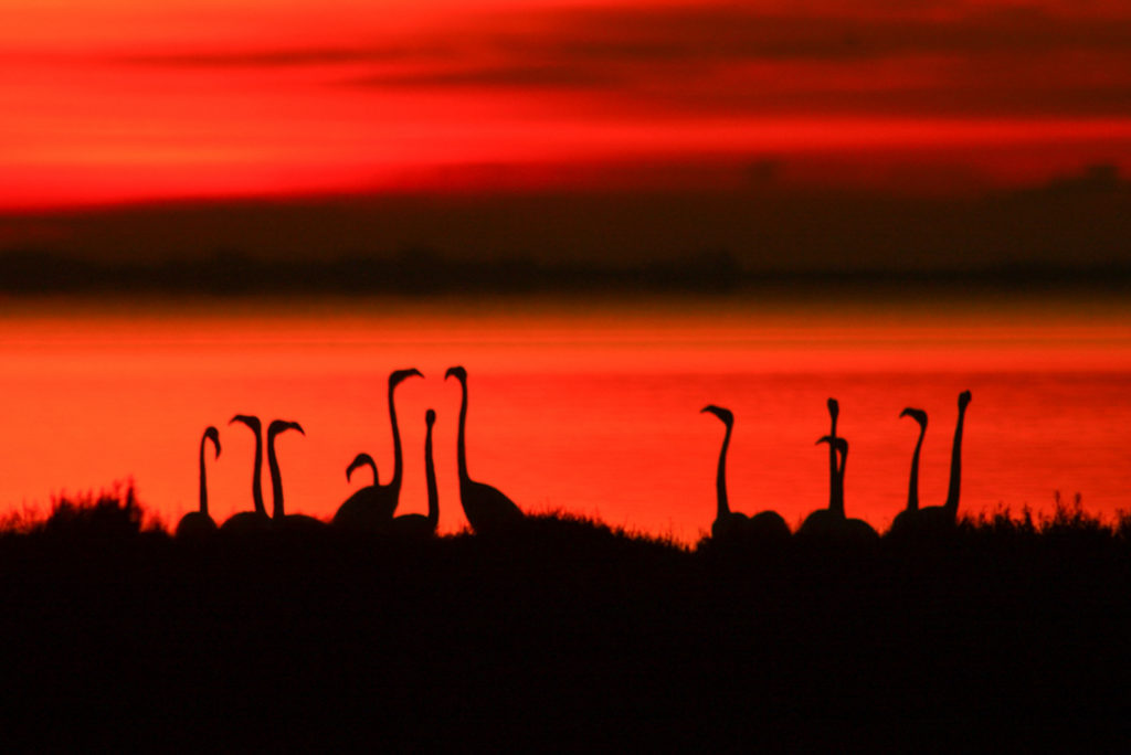 Un oeil sur la Nature | FRANCE – La Camargue au printemps