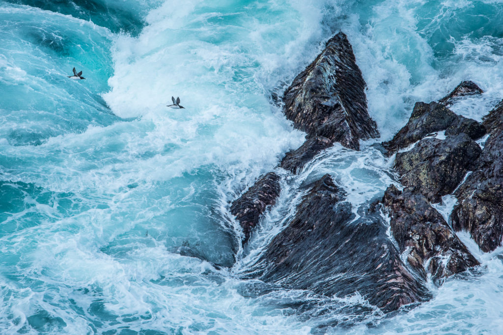 Un oeil sur la Nature | ÎLES SHETLAND –  Oiseaux et paysages marins