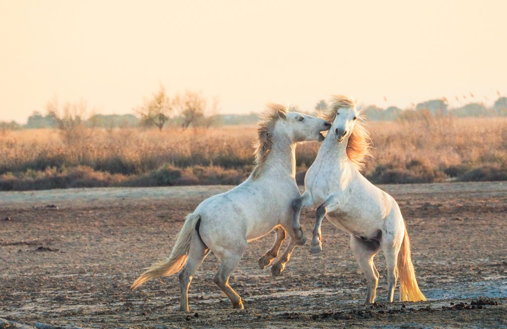 Un oeil sur la Nature | FRANCE – La Camargue au printemps