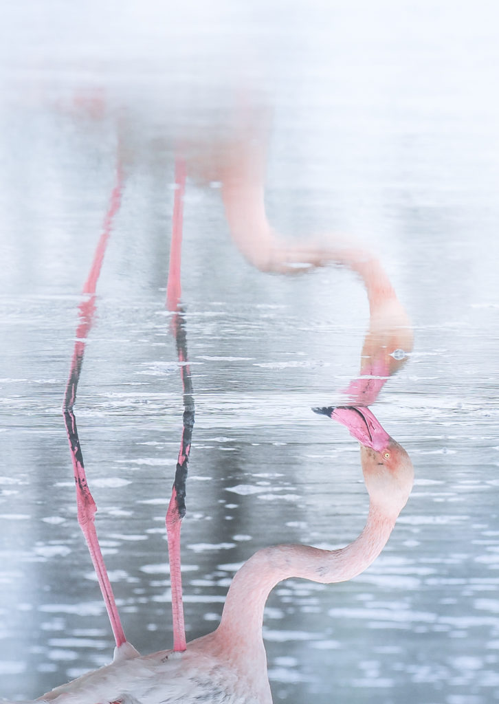 Un oeil sur la Nature | FRANCE – La Camargue au printemps