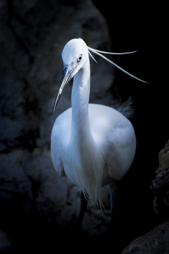 Un oeil sur la Nature | FRANCE – La Camargue au printemps