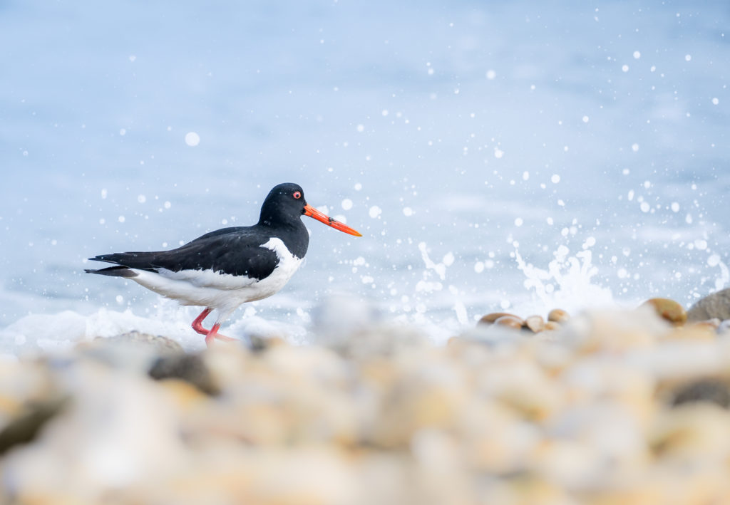 Un oeil sur la Nature | FRANCE – La Camargue au printemps