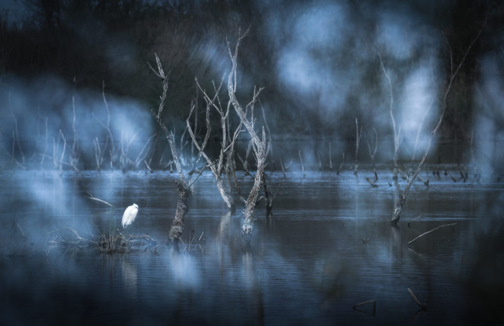 Un oeil sur la Nature | FRANCE – La Camargue au printemps