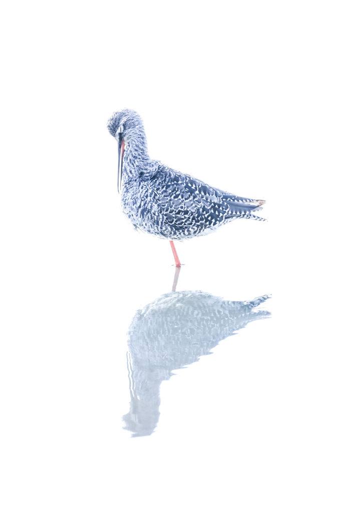 Un oeil sur la Nature | FRANCE – La Camargue au printemps