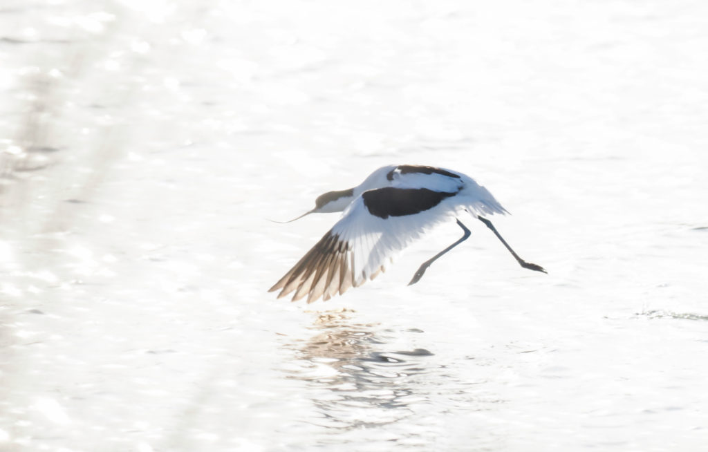 Un oeil sur la Nature | FRANCE – La Camargue au printemps