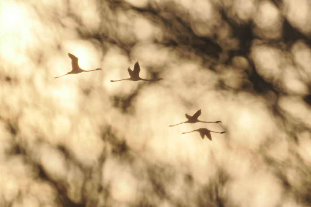 Un oeil sur la Nature | FRANCE – La Camargue au printemps