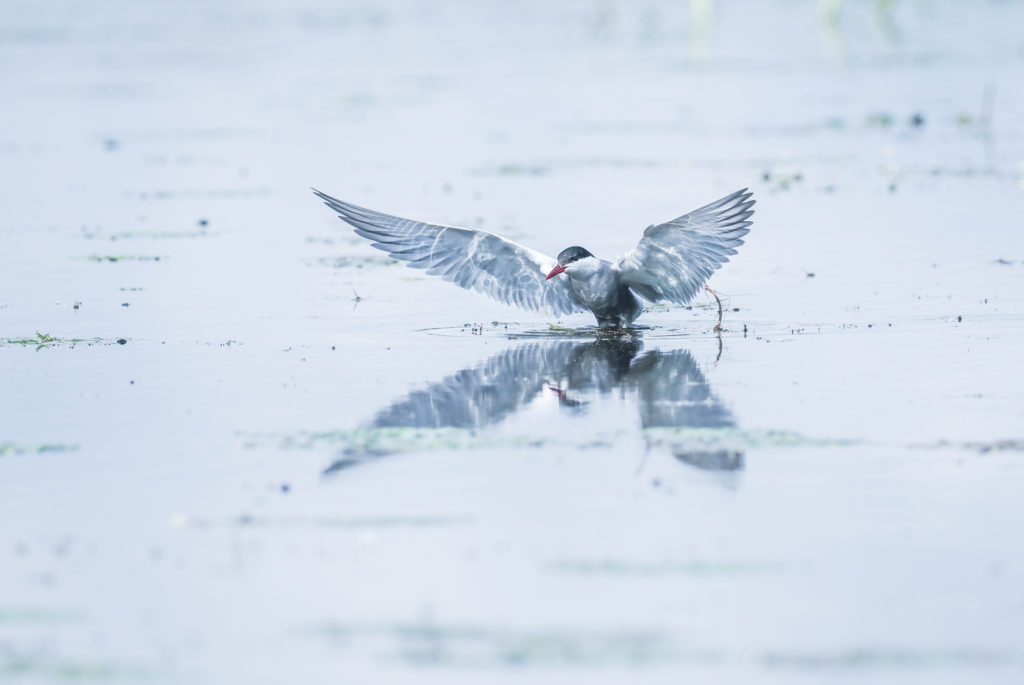 Un oeil sur la Nature | ROUMANIE – Le delta du Danube