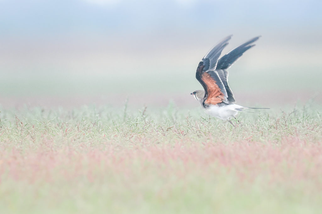 Un oeil sur la Nature | ROUMANIE – Le delta du Danube