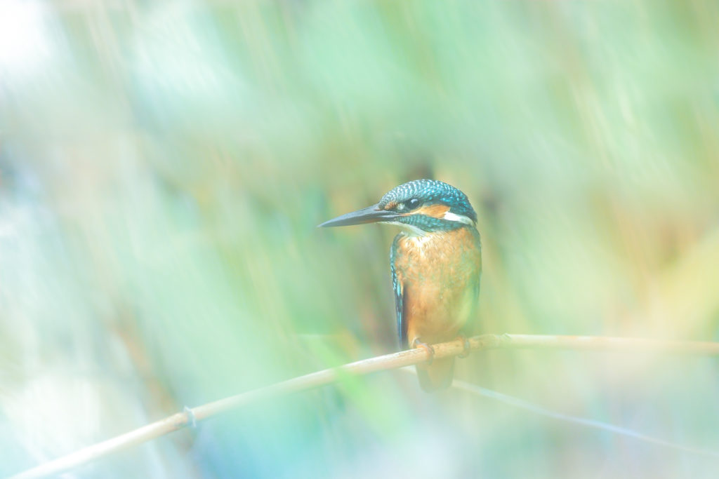 Un oeil sur la Nature | FRANCE – La Camargue au printemps