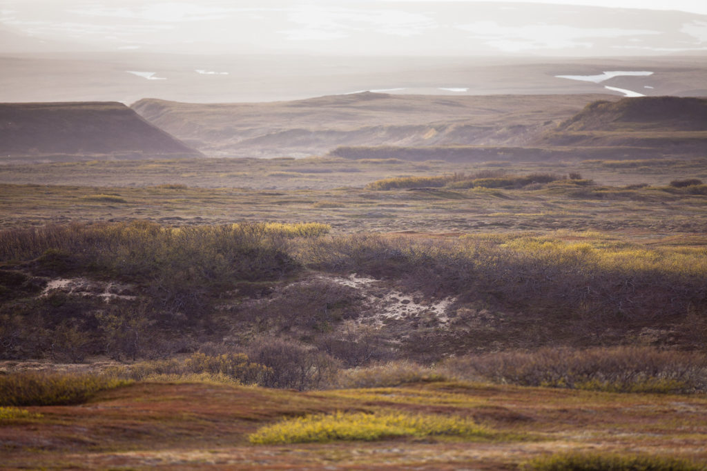 Un oeil sur la Nature | NORVÈGE – Oiseaux du Varanger