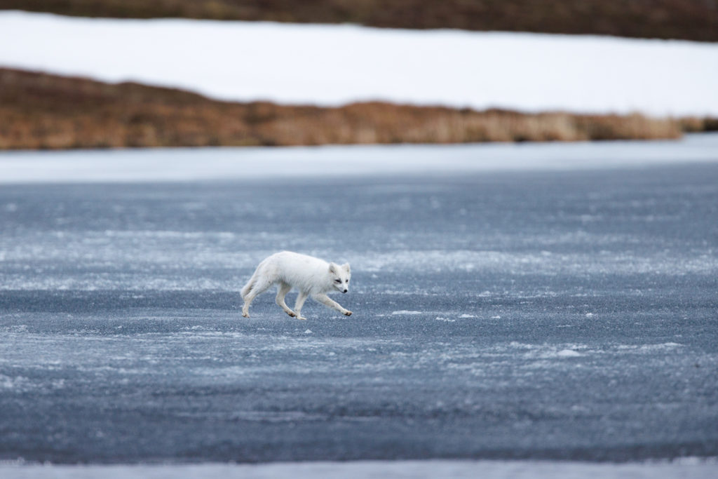Un oeil sur la Nature | NORVÈGE – Oiseaux du Varanger