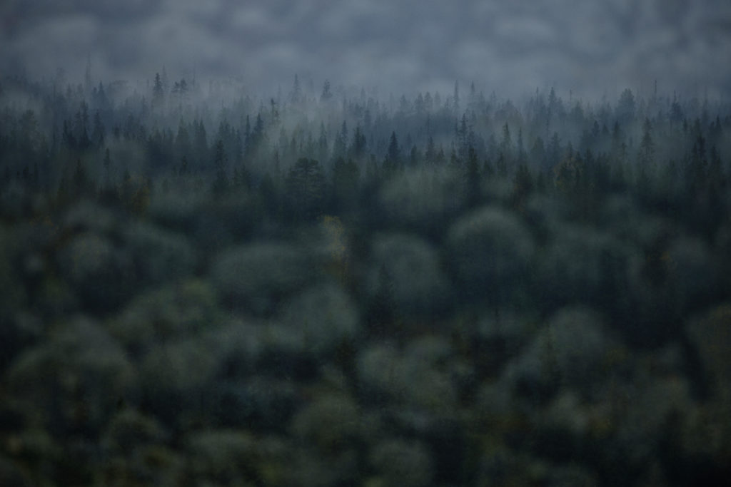 Un oeil sur la Nature | FINLANDE – La Ruska en Laponie