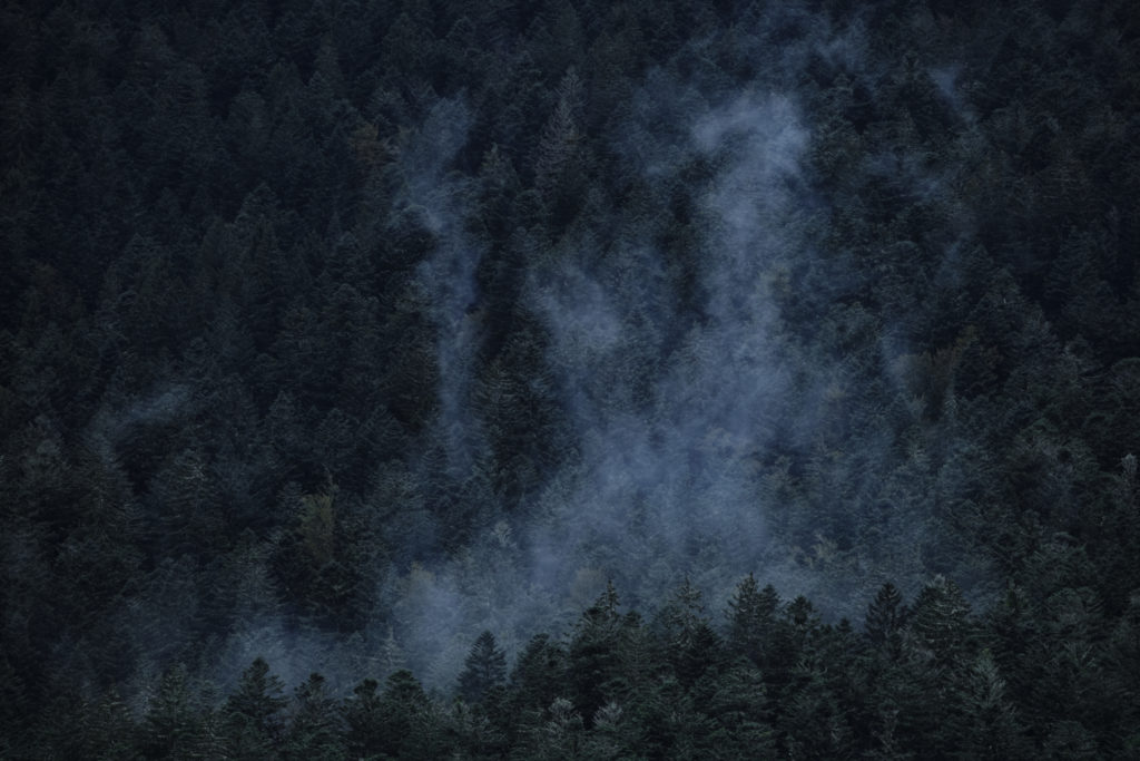 Un oeil sur la Nature | FRANCE – Dans l’univers du chamois des Vosges