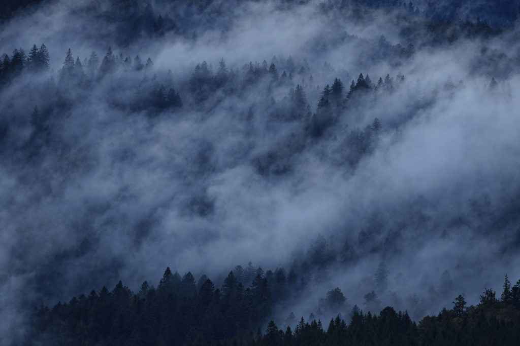 Un oeil sur la Nature | FRANCE – Dans l’univers du chamois des Vosges