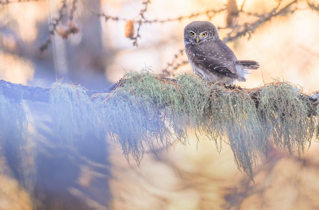 Un oeil sur la Nature | FRANCE – Chouettes et couleurs d’automne