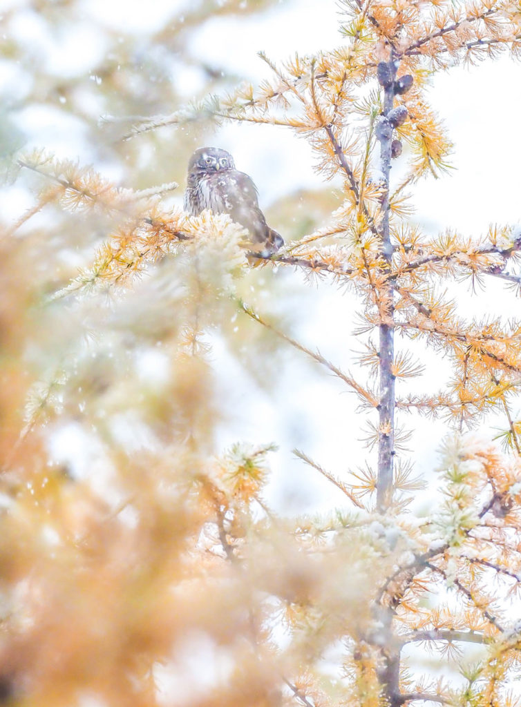 Un oeil sur la Nature | FRANCE – Chouettes et couleurs d’automne