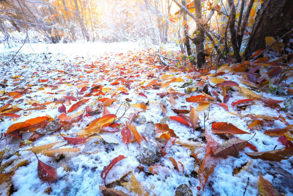 Un oeil sur la Nature | FRANCE – Chouettes et couleurs d’automne