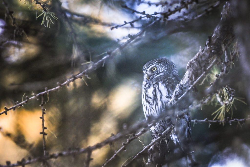 Un oeil sur la Nature | FRANCE – Chouettes et couleurs d’automne