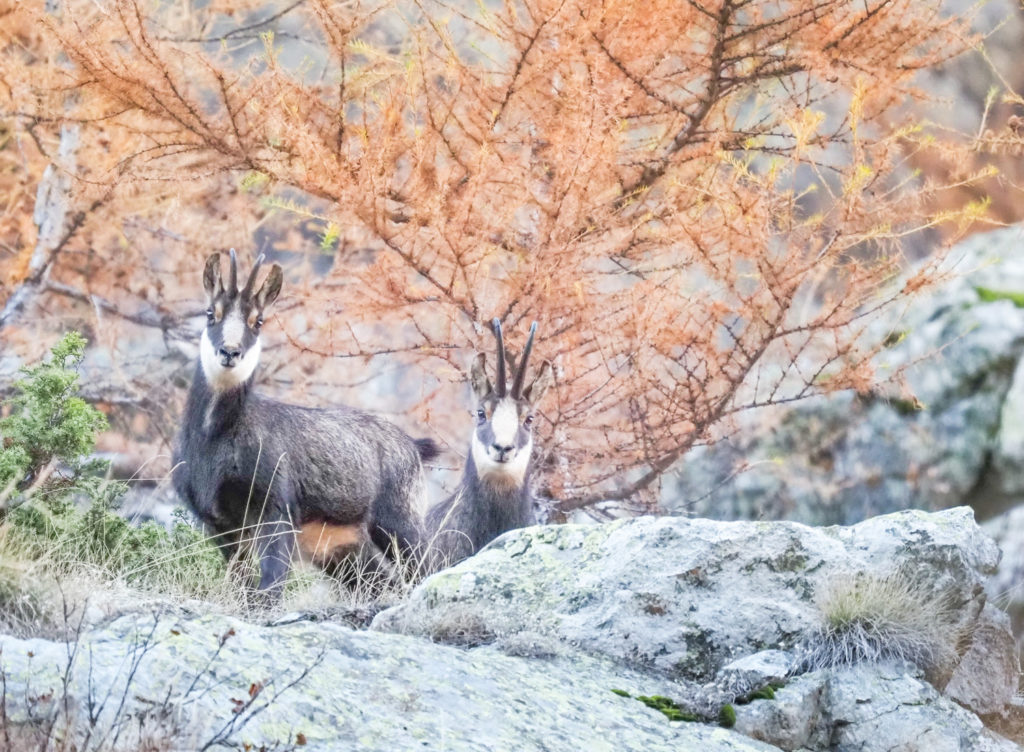 Un oeil sur la Nature | FRANCE – Chouettes et couleurs d’automne