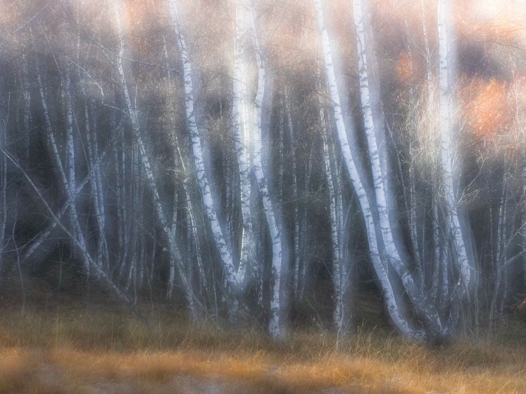 Un oeil sur la Nature | FRANCE – Chouettes et couleurs d’automne