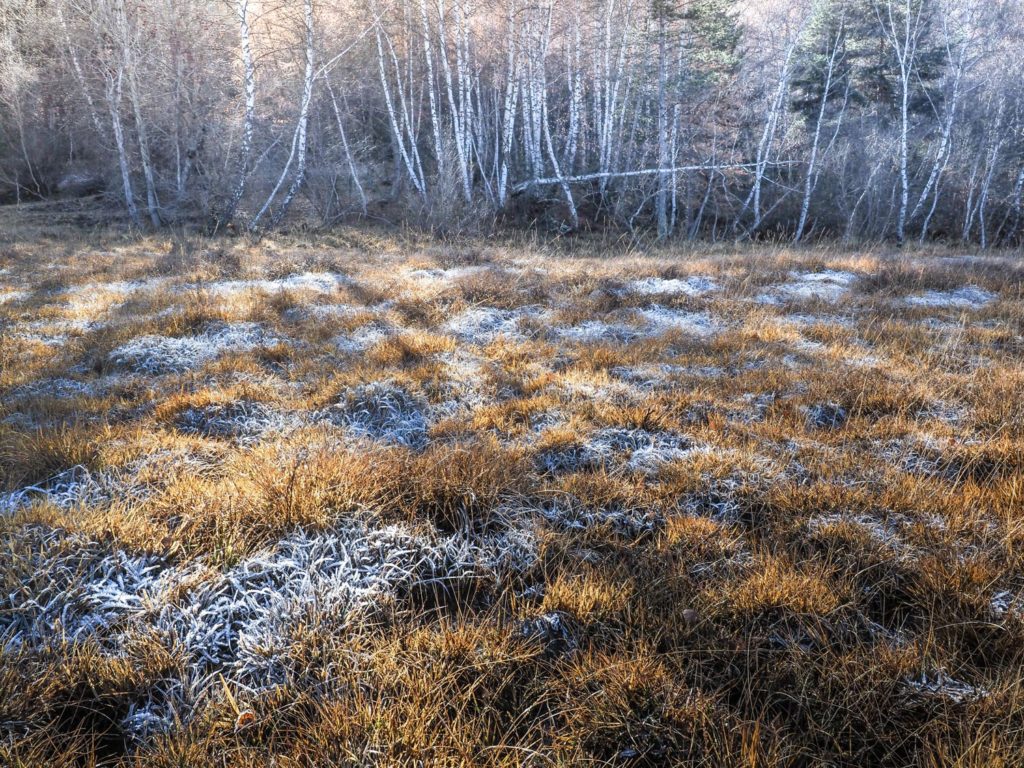 Un oeil sur la Nature | FRANCE – Chouettes et couleurs d’automne