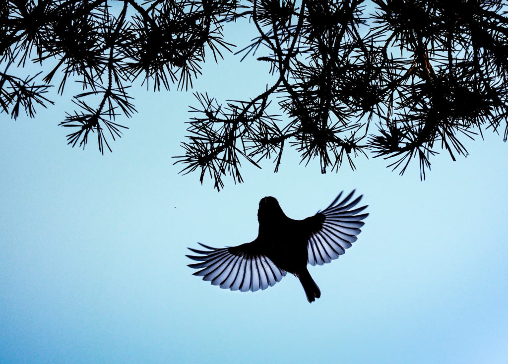 Un oeil sur la Nature | FRANCE – Chouettes et couleurs d’automne