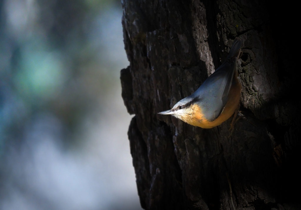 Un oeil sur la Nature | FRANCE – Chouettes et couleurs d’automne