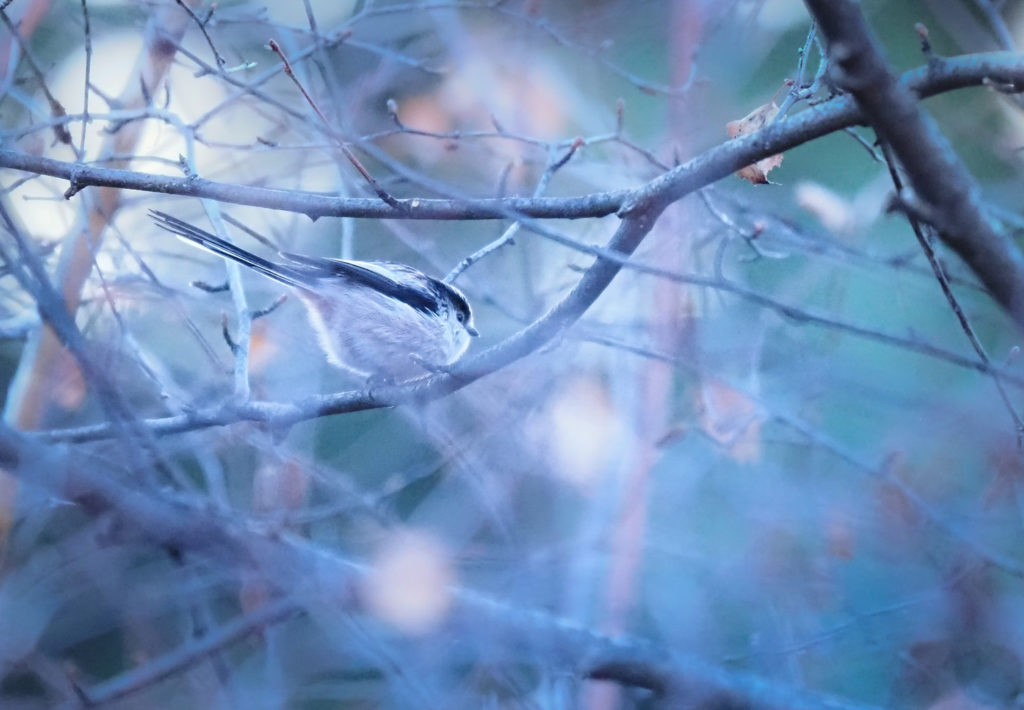 Un oeil sur la Nature | FRANCE – Chouettes et couleurs d’automne