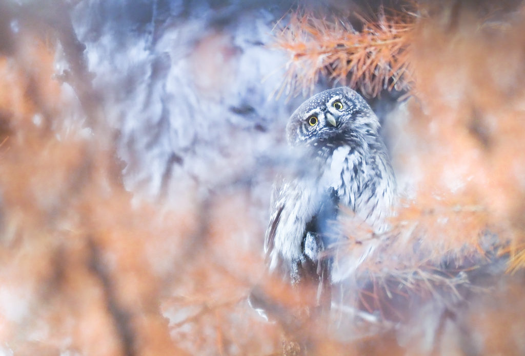 Un oeil sur la Nature | FRANCE – Chouettes et couleurs d’automne