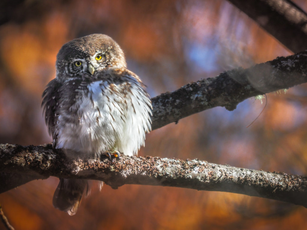 Un oeil sur la Nature | FRANCE – Chouettes et couleurs d’automne