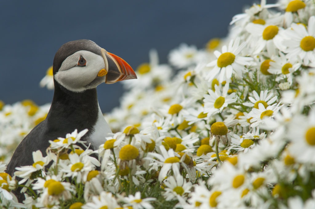 Un oeil sur la Nature | ÎLES SHETLAND –  Oiseaux et paysages marins