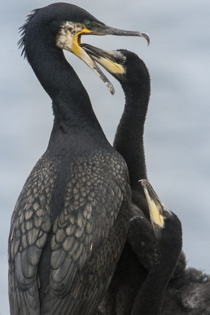 Un oeil sur la Nature | ÎLES SHETLAND –  Oiseaux et paysages marins