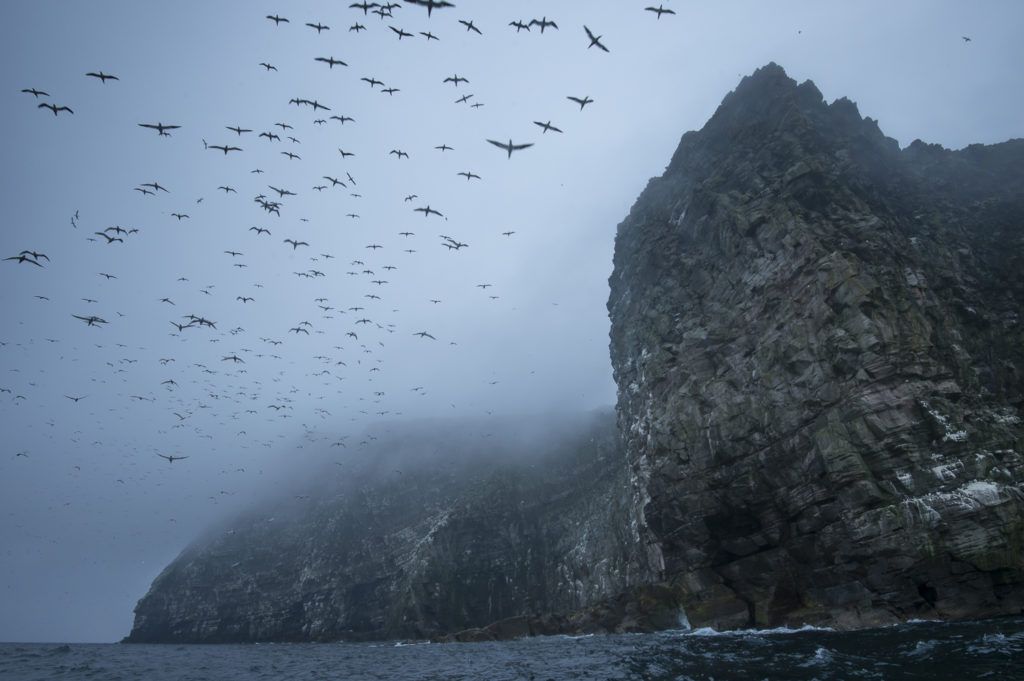 Un oeil sur la Nature | ÎLES SHETLAND –  Oiseaux et paysages marins
