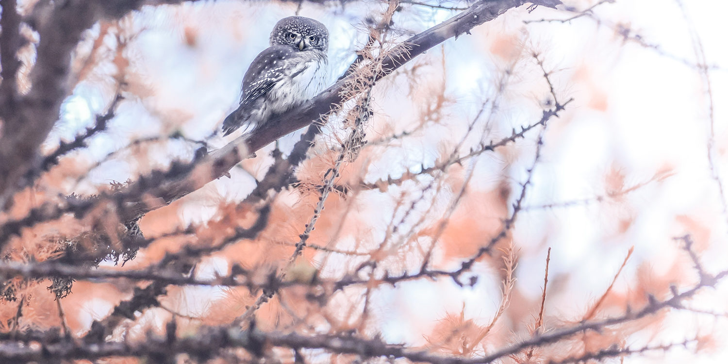 PB071091 chouette et couleurs d'automne
