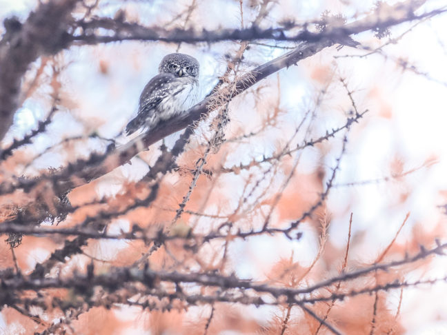 chouette et couleurs d'automne
