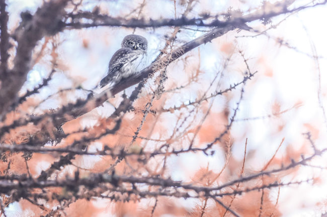 PB071091 chouette et couleurs d'automne
