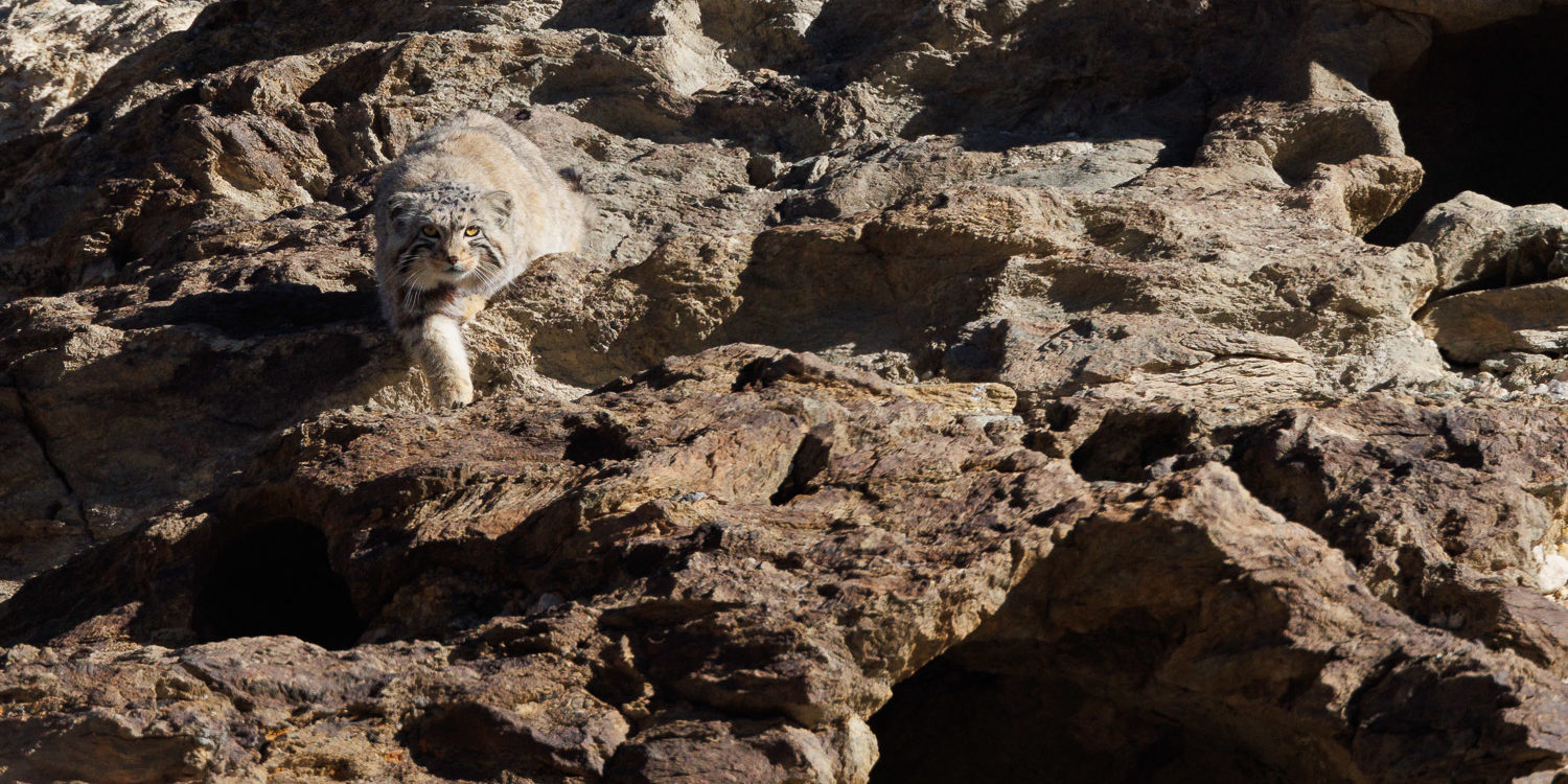 Chat de Pallas photographié dans le Chang Tang, durant un voyage photo au Ladakh