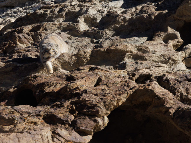 Chat de Pallas photographié dans le Chang Tang, durant un voyage photo au Ladakh
