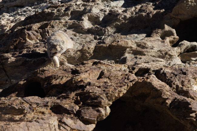 Chat de Pallas Chat de Pallas photographié dans le Chang Tang, durant un voyage photo au Ladakh