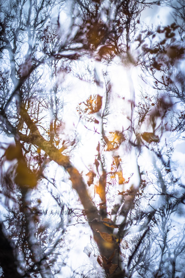 Graphisme végétal dans un stage photo nature