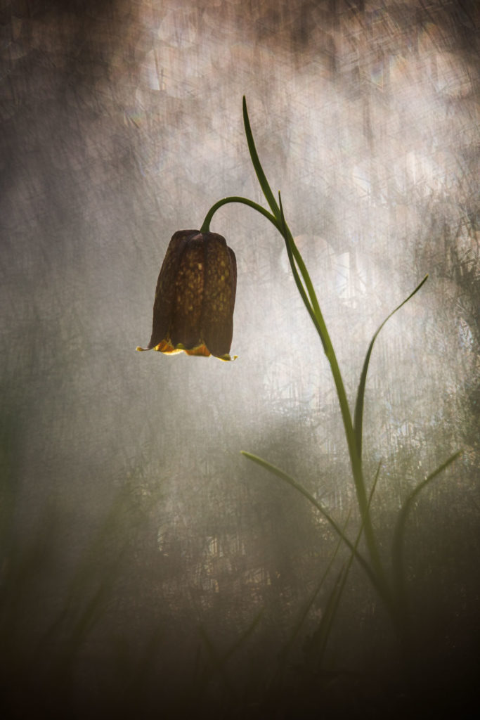 Un oeil sur la Nature | FRANCE – Proxiphotographie florale