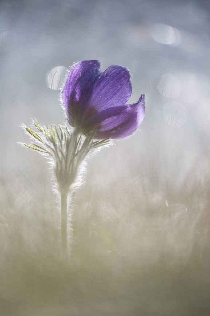 Un oeil sur la Nature | FRANCE – Proxiphotographie florale