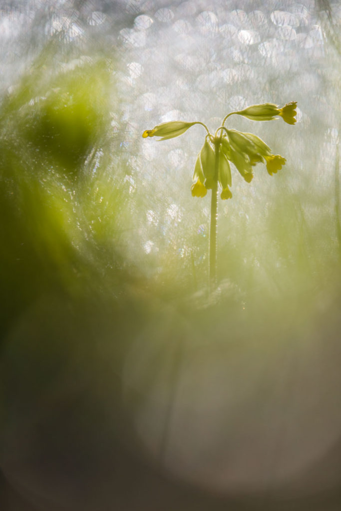 Un oeil sur la Nature | FRANCE – Proxiphotographie florale