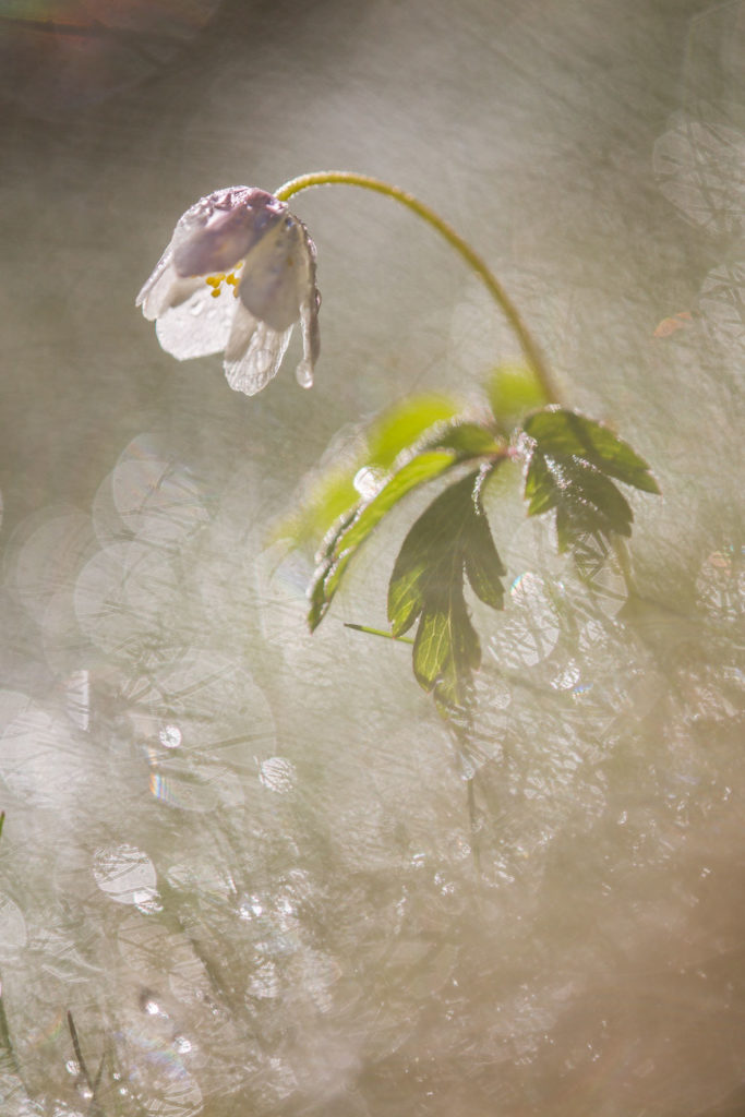 Un oeil sur la Nature | FRANCE – Proxiphotographie florale