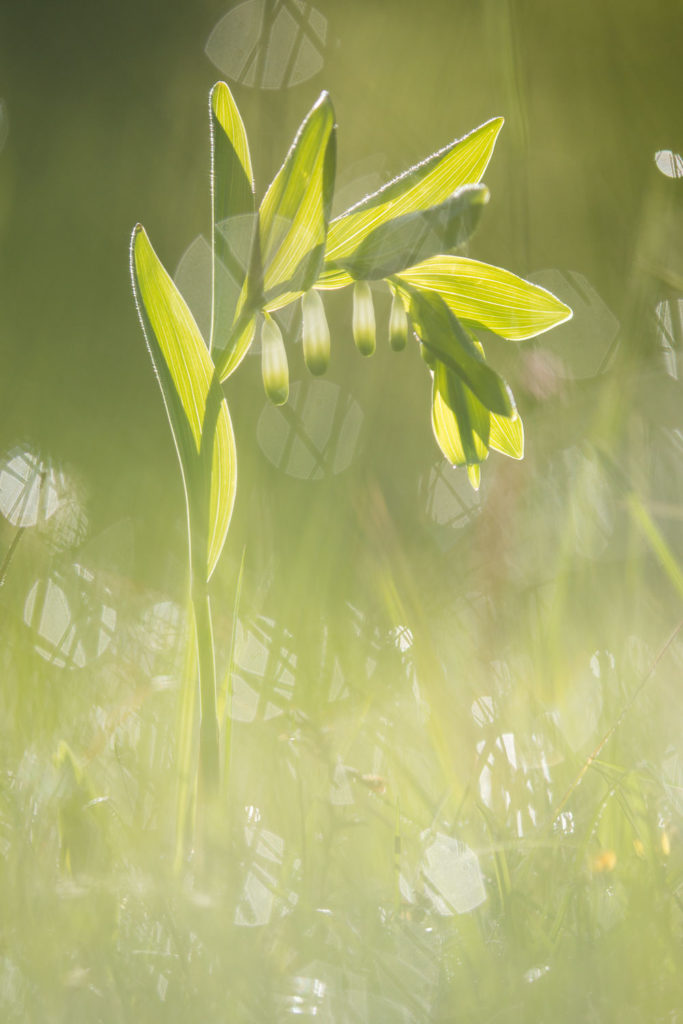 Un oeil sur la Nature | FRANCE – Proxiphotographie florale